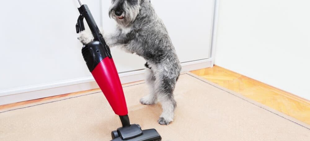 Pet Hair Cleaning Clean and Simple Cleaning